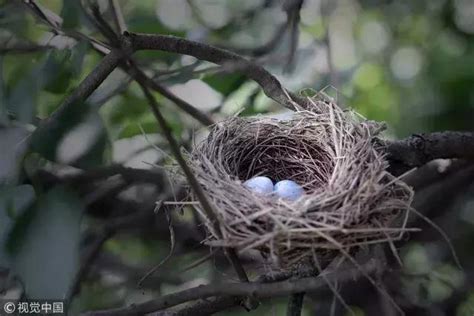 鳥築巢在家 夢見褲子是幾號